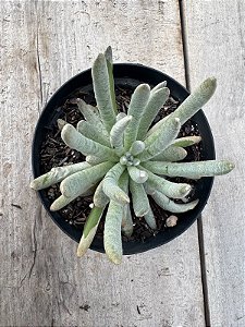 Senecio scaposus