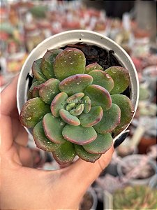 Echeveria dentra jam