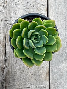 Echeveria dentra jam