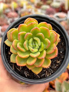 Echeveria dentra jam