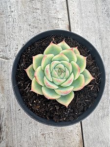 Echeveria silhouette