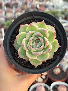 Echeveria silhouette