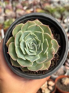 Echeveria silver river reversa