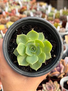 Echeveria silver river reversa