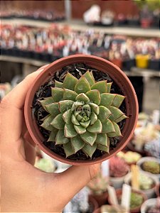 Echeveria parvinha
