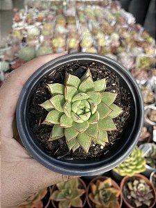 Echeveria parvinha