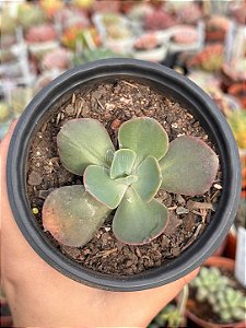 Echeveria enfant reversa