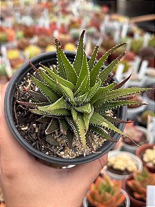 Haworthia fasciata