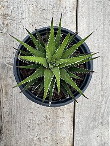 Haworthia fasciata