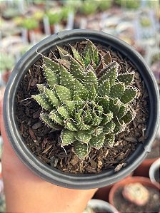 Aloe aristata