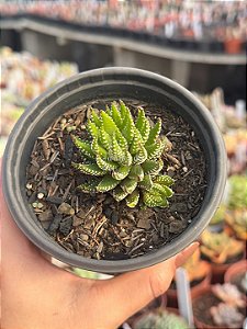 Haworthia reinwardtii var zebrina