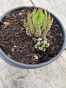 Haworthia reinwardtii var zebrina