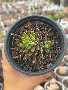 Haworthia reinwardtii var zebrina