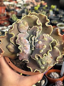 Echeveria hazak G