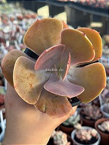 Echeveria peruvian rose