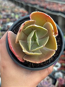 Echeveria midori