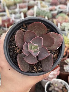 Echeveria híbrida de mandala ( sem raiz)