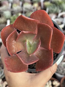 Echeveria híbrida de mandala