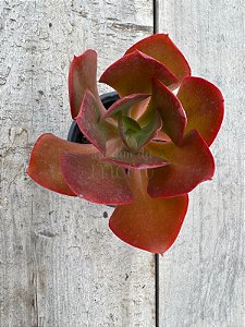Echeveria híbrida de mandala