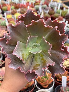 Echeveria delphynus G (SEM RAIZ)