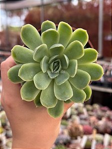 Echeveria elegans