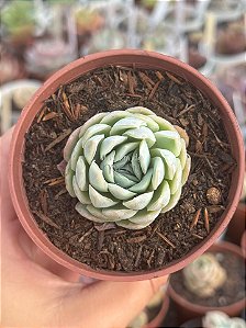 Echeveria elegans