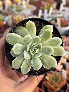 Echeveria elegans