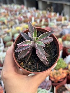 Kalanchoe pink butterfly