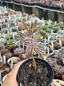 Kalanchoe pink butterfly