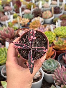 Kalanchoe pink butterfly