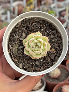 Echeveria flora