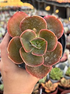 Echeveria kushala