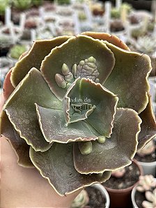 Echeveria kushala G (sem raiz)