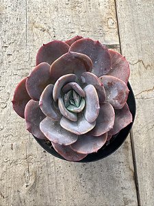 Echeveria nivea
