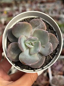 Echeveria nivea