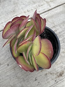 Kalanchoe tetraphylla