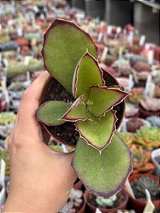 Kalanchoe synsepala