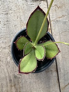 Kalanchoe synsepala