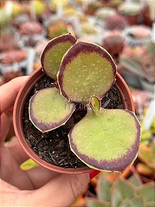 Kalanchoe synsepala