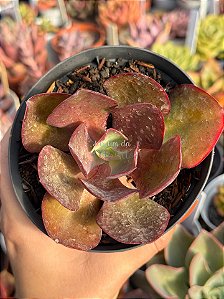 Echeveria sangue de boi reversa (sem raiz)