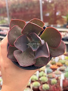 Echeveria sangue de boi reversa