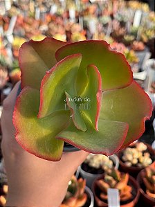 Echeveria coppola