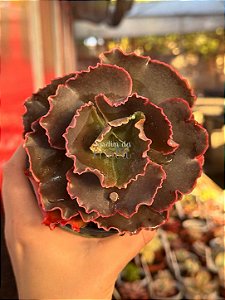 Echeveria cairo