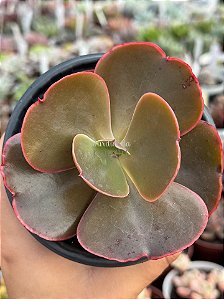 Echeveria cairo