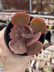 Echeveria vulcano