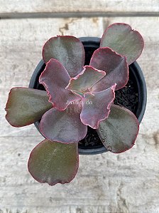 Echeveria vulcano