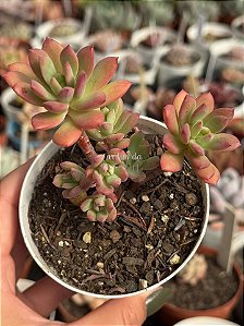 Echeveria mini belle (colônia)