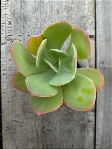 Echeveria hakuhou