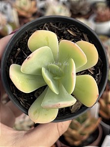 Echeveria hakuhou