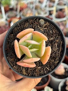 Echeveria hakuhou
